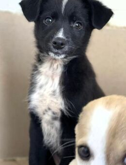 Edda sucht ab Januar ein Zuhause - Alfdorf