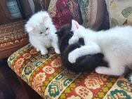Maine Coon mix Kitten 1 weibliche Katze weiß 1 Kater weiß 1 Kater schwarz - Alsheim
