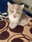 Britisch kurzhaar bkh kitten in 29339