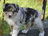 Australian Shepherd Welpen mit ASCA Pap. suchen ein verantwortungsvolles Zuhause - Wanderup