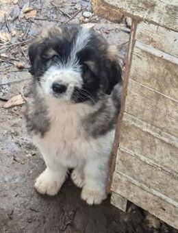 Welpenmädel Momo 💕 - Laufen