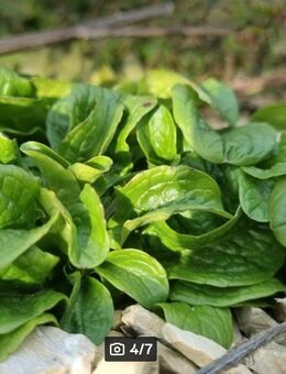 Gewöhnlicher Feldsalat (Valerianella locusta) Ackersalat - Horgenzell