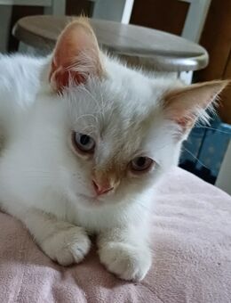 Britisch Kurzhaar / Main Coon Mix - Berlin