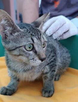 Kater Akari sucht sein Zuhause - Margetshöchheim