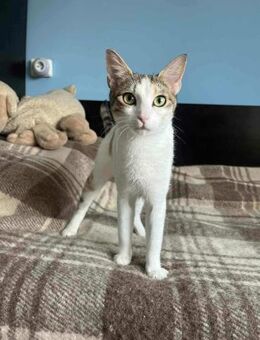 Verspielte SAMBA sucht Dosenöffner ♥️ - München