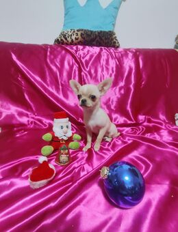 Chihuahua-Welpe (weiblich) zu verkaufen - Nürnberg