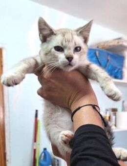 Zutraulicher, junger Kater Mc Eyes - Karlsruhe