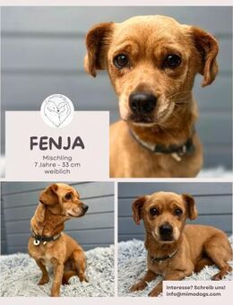 Fenja: Entzückendes Hundemädchen - Brühl (Nordrhein-Westfalen)