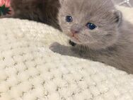 Reinrassige BKH Kitten in liebevolle Hände abzugeben. - Düsseldorf