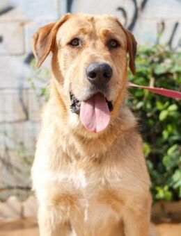 Dingo - wer schenkt ihm endlich Liebe? - Laatzen