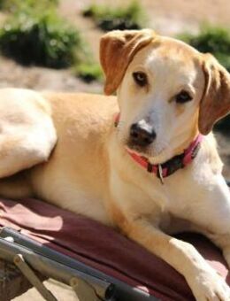 Sharon auf Pflegestelle in Hessen - Bad Vilbel