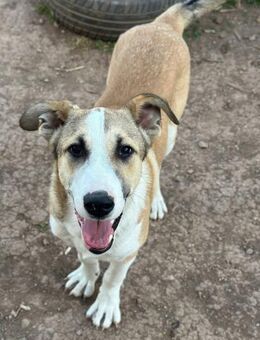 Ryan sucht sein Glück! - Krefeld