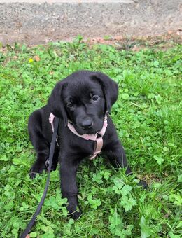Labrador Hündin Welpe sucht ein Zuhause - Solingen (Klingenstadt) Zentrum