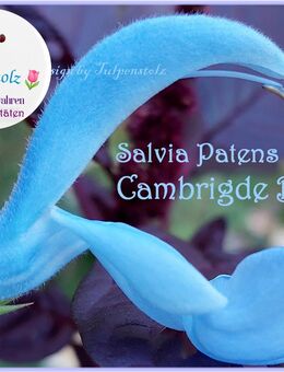 ♥ Salbei Cambridge Blue hellblau,Samen,winterharte Staude Rarität, Garten Saatgut Tulpenstolz,Salvia Patens - Hamburg