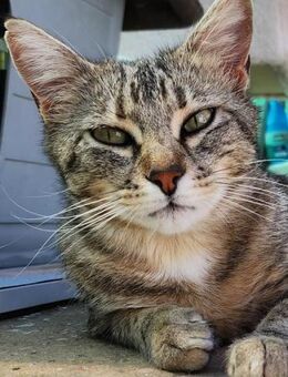 Verschmuste, fröhliche Katze Zoe - Karlsruhe