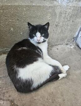 Schmusekater Barbita - Rambin
