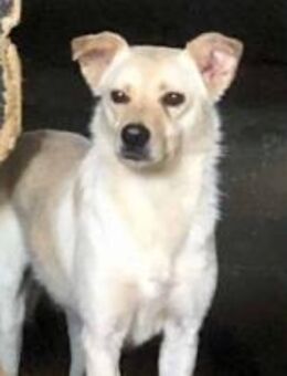 Mimi ist eine süße Hündin 🐾 - Elsdorf (Nordrhein-Westfalen)