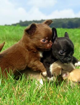Typvolle kleine Chihuahua Welpen Rüde Hündin LH/KH Sonderfarben Sable Lilac Schoko dark schoko - Biebergemünd