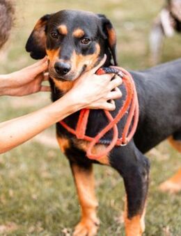 Lieber Bliss 💗 sucht sein neues Zuhause - Hamburg