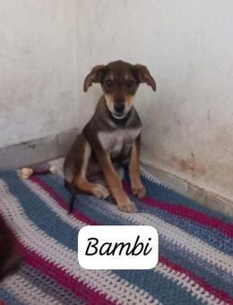 Bambi 🩷 gerettet, sucht nun zuhause - Bad Karlshafen