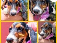 Calypso Welpe Jagdhund Mischling Hündin - Margetshöchheim