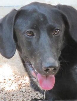 Sam 5 -liebt Wasser und Toben- - Oldenburg