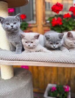 Wunderschöne BKH Kurzhaar Kitten - Osterode (Harz) Zentrum
