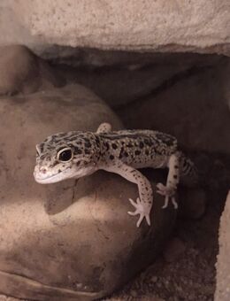 Leopardgeckos 2 Weibchen und 1 Männchen - Stahnsdorf