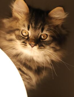 BkH Kater königlich kitten sucht liebevolles zu Hause - Bannewitz