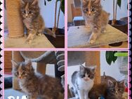 Norwegische Waldkätzchen - Maine Coon Mix - Sarzbüttel