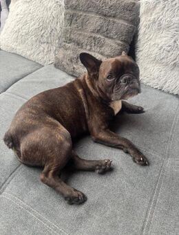 Zen-8-jährige franz Bull sucht Liebe - Kassel