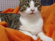 😻Oliver - Optimistischer Schmusekater😻 - Eislingen (Fils)