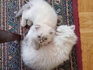 Zwei BLH Kater suchen neues Zuhause - Tann