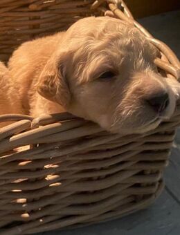 Golden Retriever Welpen - Garrel
