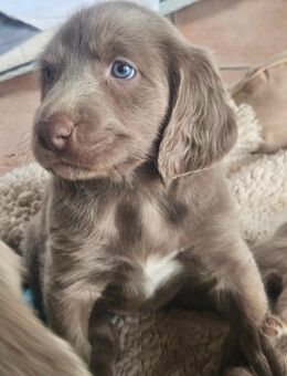Weimaranerwelpe (Langhaarrüde) mit BKV-Papieren - Wachtberg