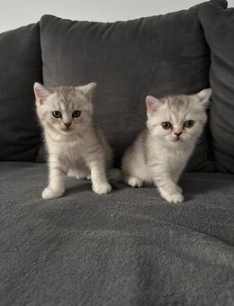 Bkh kitten abzugeben - Oberhausen