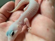 0.1 Diablo Blanco Super Mack Snow Leopardgecko Weibchen (Schwarze Augen) Enz 24 Übergabe Hamm möglich - Emsdetten