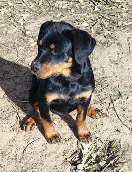 Hachi🩷🩷🩷 sonnig liebenswert verspielt - Herxheim (Landau)