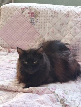 Bildschöne Main Coon Kater - Chemnitz