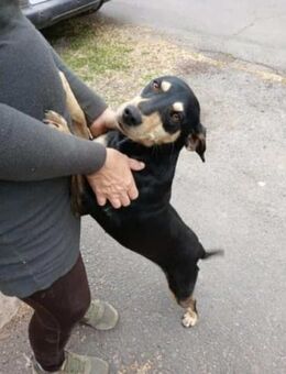 Bella sucht ihr Körbchen - Nordwalde