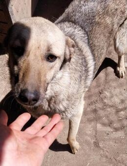 Sanfte Hündin Lia - Rambin