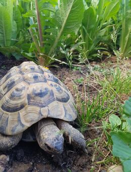 Griechische Landschildkröte TH - Männchen - Waiblingen