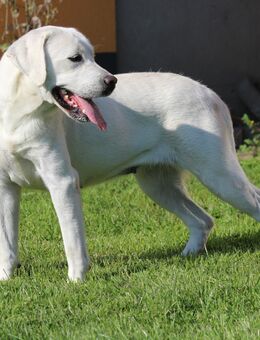 junge Labrador Hündin weiß - Marlow