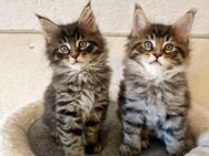 Maine Coon Kitten. - Nienburg (Weser)