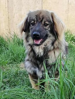 Kompakter Kiki - Tholey