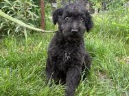 Holden sucht dein Vertrauen - Köln