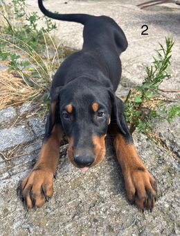 Süße Dobermann Welpen suchen ein Zuhause - Calbe (Saale)