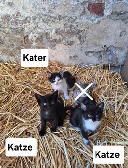 Babykatzen, Kitten, Kätzchen, Kater, Katze - Herzebrock-Clarholz