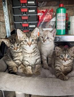 Kitten, Katzenbabys zu verkaufen - Pforzheim