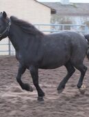 Kleinpferdstute Gaby in 99628